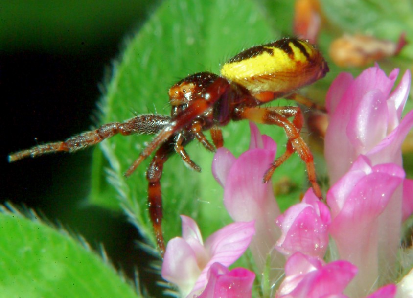 Macrofotografia (anche per micologi)